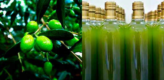 WHAT IS EXTRA VIRGIN OLIVE OIL? (EVOO) AND TYPES OF EVOO - 3