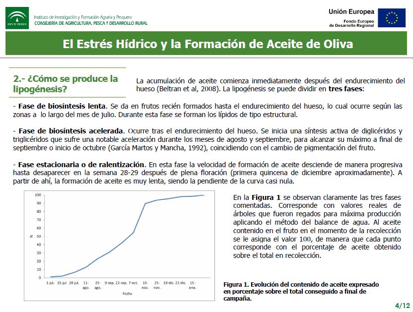 EL ESTRÉS HÍDRICO Y LA FORMACIÓN DEL ACEITE DE OLIVA - 5