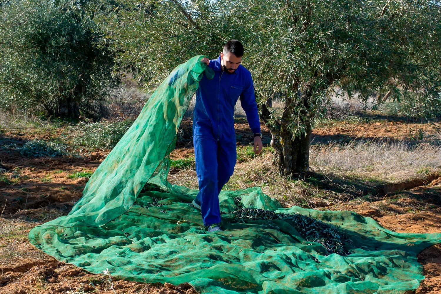 Die Olivenplantage und die Herausforderung der Plastikabfälle: Auf dem Weg zu nachhaltigem Management - 2