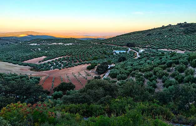Foto panoramica olivar