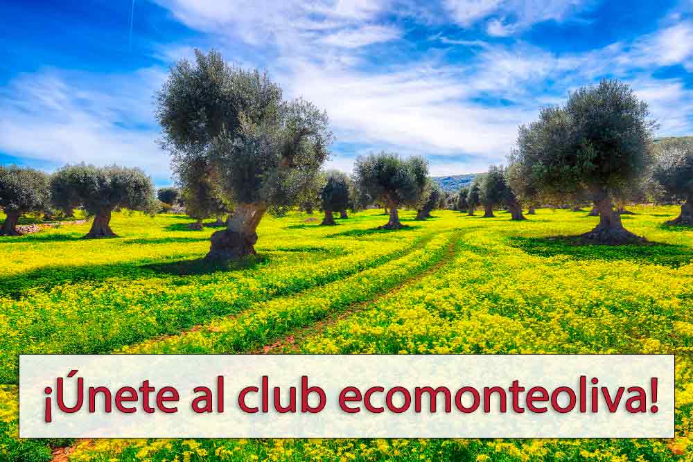 Olivar Ecológico