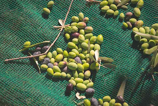 Recolección de aceitunas