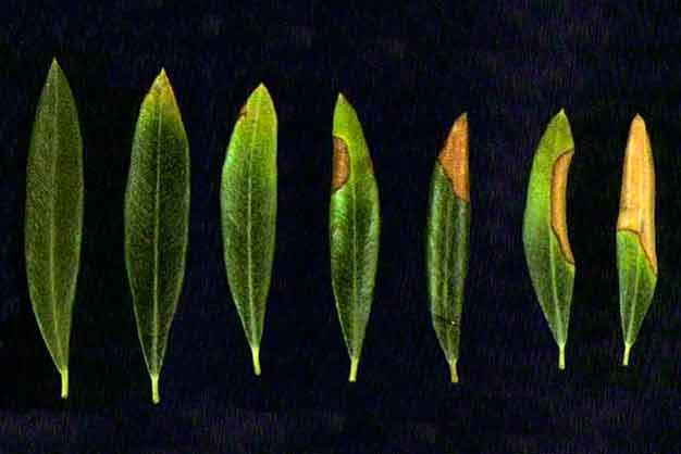 Hoja de olivo marchitándose