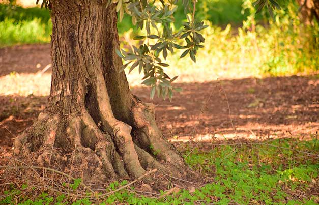 Foto del tronco de un olivo